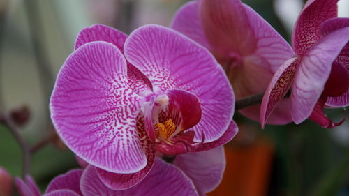 Close-up of bee on pink flower