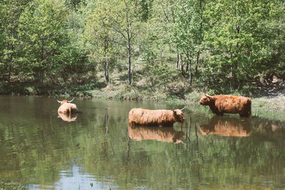 View of ducks in the lake