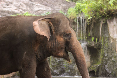 View of elephant in zoo