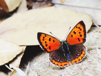 Close-up of butterfly on yellow flower