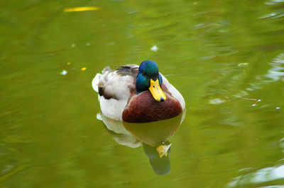 Duck swimming in lake