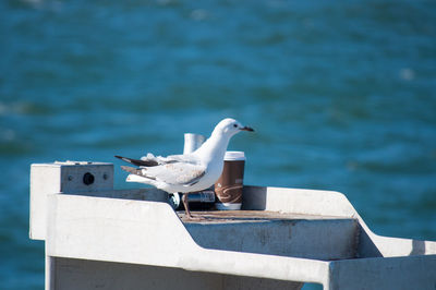 Seagull and a coffee cup together by the water