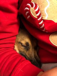 Close-up of dog sleeping on sofa