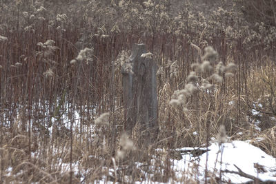 View of plants in winter