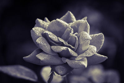 Close-up of rose blooming outdoors