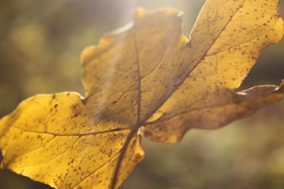 Close-up of yellow maple leaf