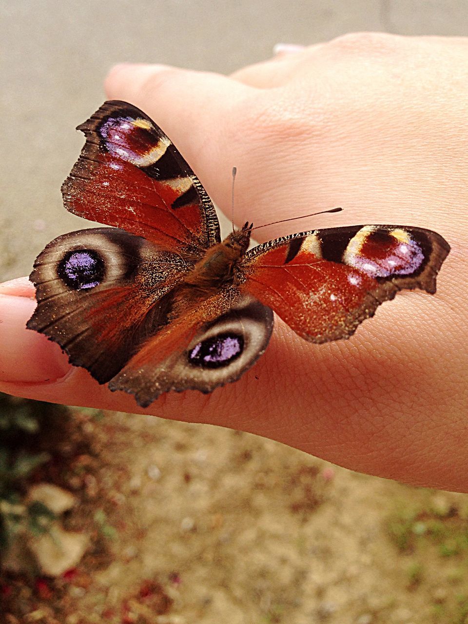 one animal, animal themes, close-up, animals in the wild, wildlife, part of, person, insect, indoors, high angle view, cropped, focus on foreground, unrecognizable person, human finger, butterfly - insect, animal markings, animal body part