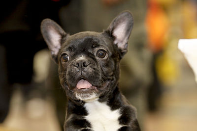 Close-up portrait of a french bulldog