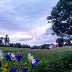 Purple flowering plants on field against sky