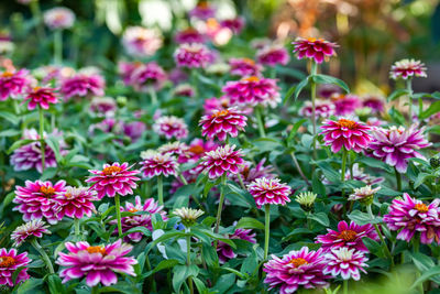 Bright pink zinnia zahara flowers in the garden, close-up. floral background