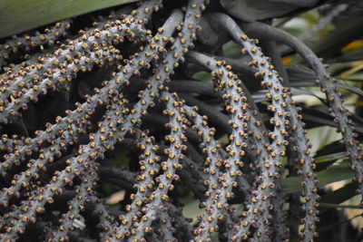 Close-up of cactus growing outdoors