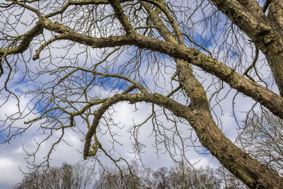 Low angle view of bare tree against sky