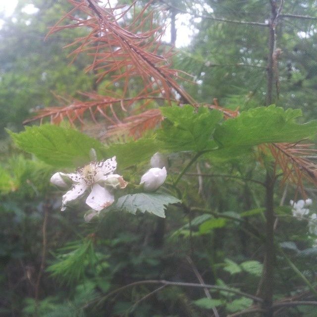 flower, growth, freshness, fragility, tree, beauty in nature, focus on foreground, petal, nature, white color, close-up, blooming, branch, flower head, blossom, in bloom, plant, park - man made space, leaf, springtime