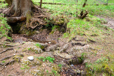 High angle view of trees growing in forest