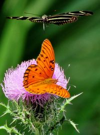 Close-up of butterfly on flower