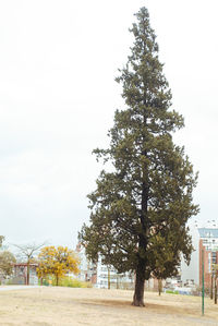 Single tree against sky
