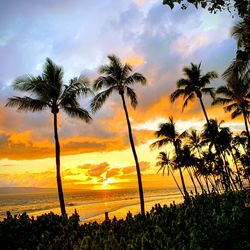 Silhouette palm trees on beach against sky during sunset