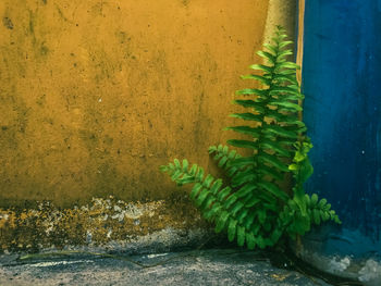 Close-up of plants against wall