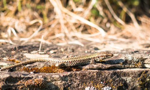 Close-up of lizard on rock