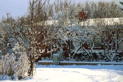 Bare trees against sky during winter