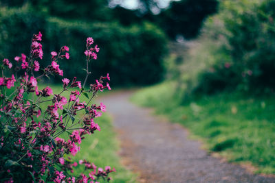 Close-up of pink flower on field