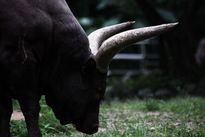 Close-up of horse grazing on field