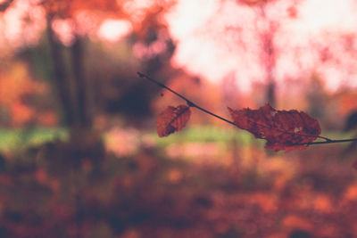 Close-up of autumn leaves on twig