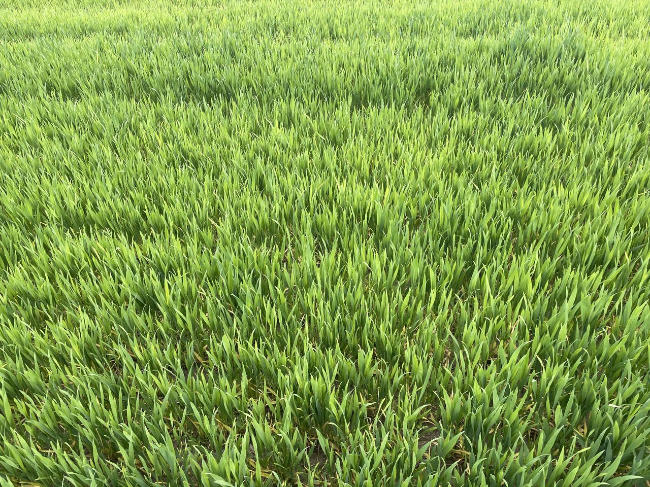 plant, green, field, growth, land, grass, nature, grassland, beauty in nature, full frame, backgrounds, landscape, tranquility, day, no people, lawn, agriculture, rural scene, crop, pasture, high angle view, outdoors, environment, farm, tranquil scene, meadow, paddy field, scenics - nature, freshness, prairie, flooring, lush foliage, foliage, sunlight