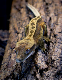 Close-up of lizard