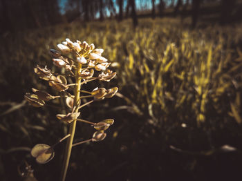 Close-up of flowering plant on field