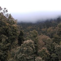 Scenic view of forest against cloudy sky