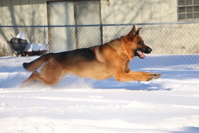 Dog in snow