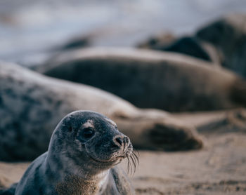 Close-up of an animal on sand