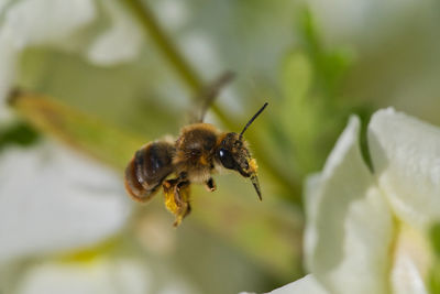 Close-up of bee pollinating on flower