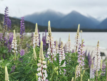 Close-up of purple flowering plants on field