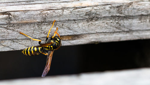 Close-up of bee