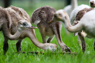 Close-up of ostriches on field