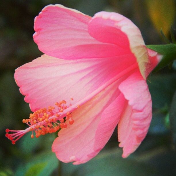 flower, petal, flower head, fragility, freshness, close-up, beauty in nature, growth, focus on foreground, single flower, blooming, nature, pink color, plant, in bloom, red, park - man made space, stamen, selective focus, day