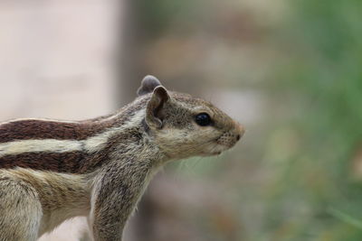 Close-up of squirrel