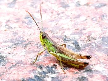 Close-up of insect on white surface