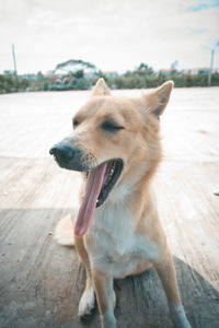 Close-up of a dog looking away