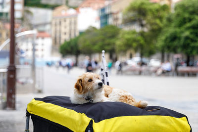 Dog relaxing on street in city