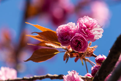 Close-up of pink rose