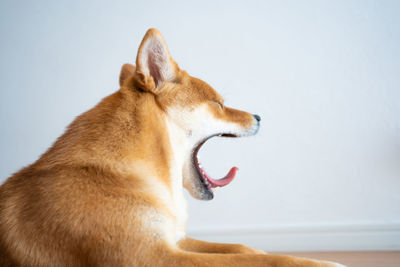 Close-up of dog against white background