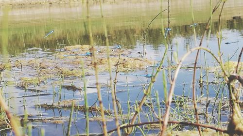 Reflection of plants in water