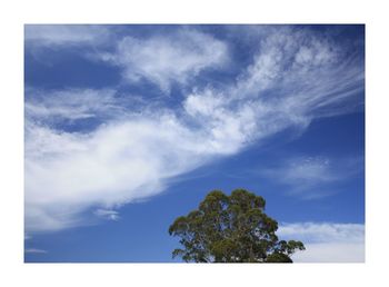 Low angle view of trees against sky