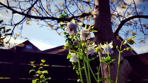 Low angle view of flowers on tree