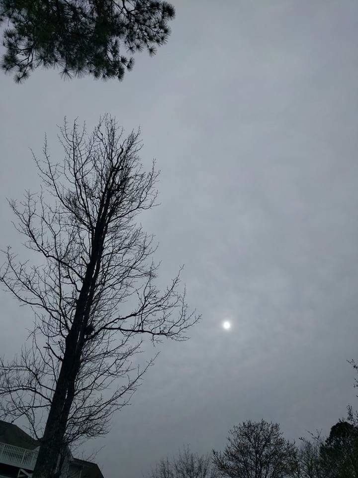 LOW ANGLE VIEW OF BARE TREES AGAINST SKY