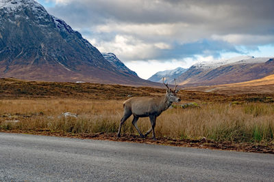 Deer walking  in scottish highlands.