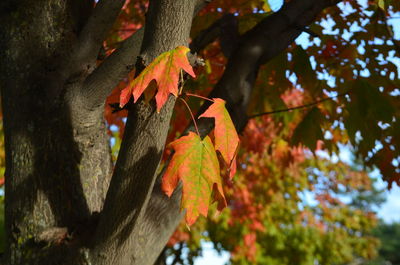 Close-up of maple leaf on branch